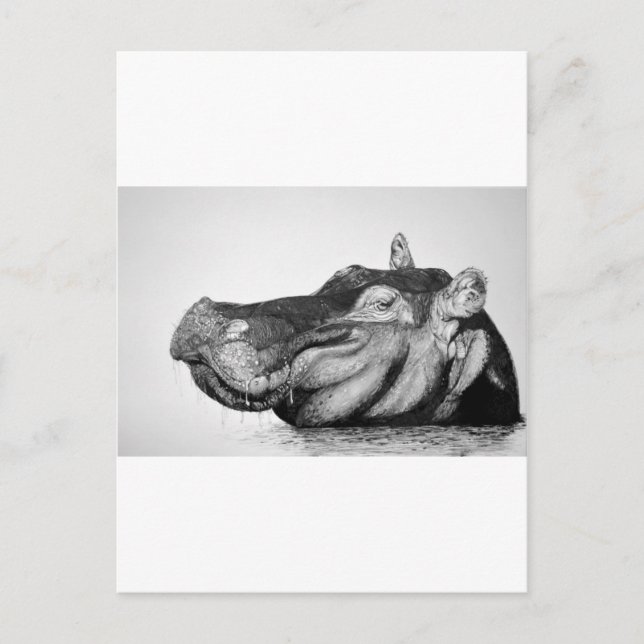 Lazy Hippo Postcard (Front)