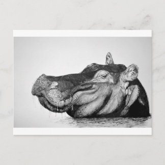 Lazy Hippo Postcard