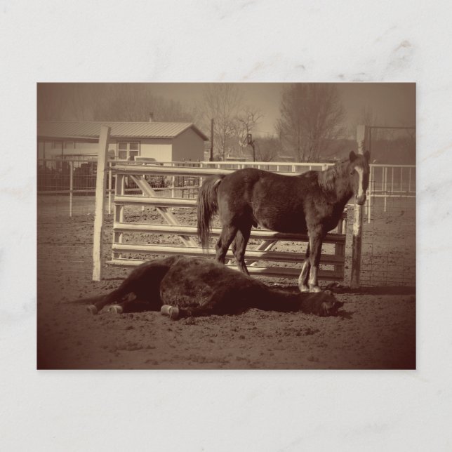 Lazy Horses Postcard (Front)