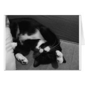 Lazy Kitten (Front Horizontal)