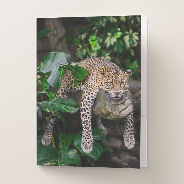 Lazy leopard pocket folder (Front)