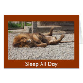 Lazy Lion (Front Horizontal)