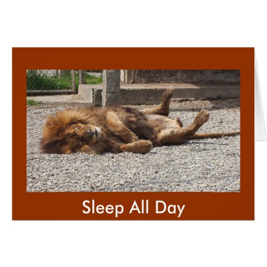 Lazy Lion Cards (Front Horizontal)