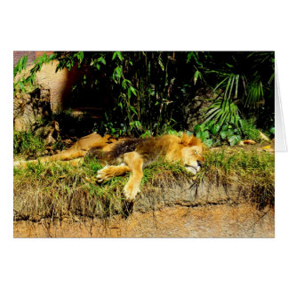 Lazy lion cards