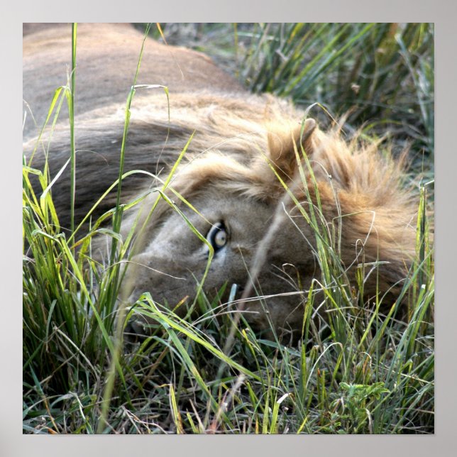 Lazy Lion Poster (Front)