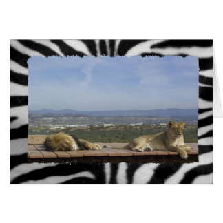 Lazy Lion Product Cards