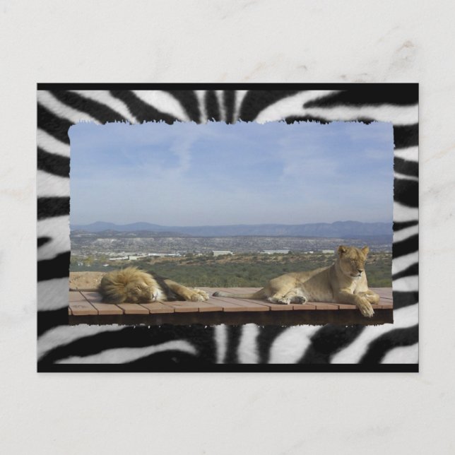 Lazy Lions Postcard (Front)
