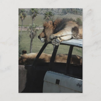 Lazy Lions Postcard