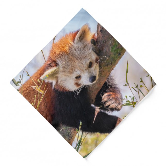 Lazy little red panda bandana (Front)