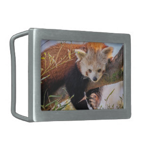 Lazy little red panda belt buckle