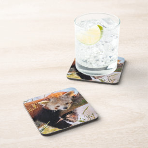 Lazy little red panda beverage coaster