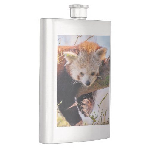 Lazy little red panda flask