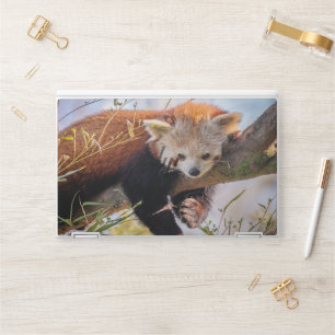 Lazy little red panda HP laptop skin