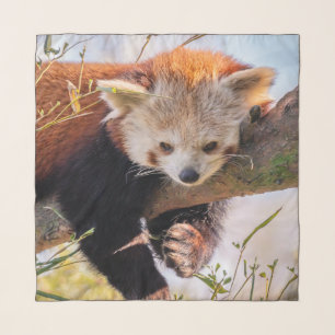 Lazy little red panda scarf