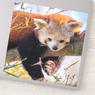 Lazy little red panda sticker