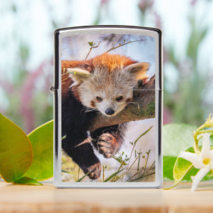 Lazy little red panda Zippo Lighter