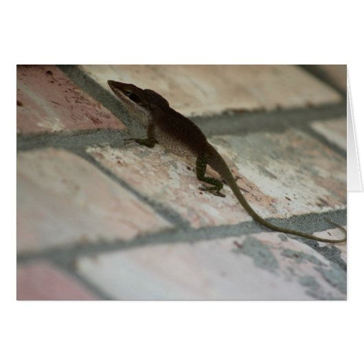 Lazy Lizard Cards (Front Horizontal)
