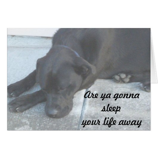 Lazy Midnight Just Wants To Snooze (Front Horizontal)