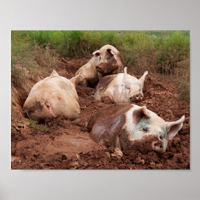 Lazy Pigs in Mud Poster (Front)