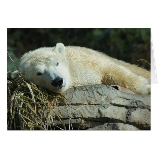 Lazy Polar Bear Blank Card (Front Horizontal)