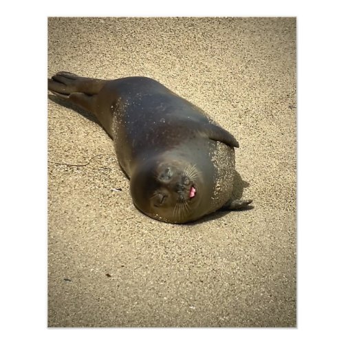 Lazy Seal Photo Print