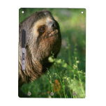 Lazy Sloth Dry Erase Board
