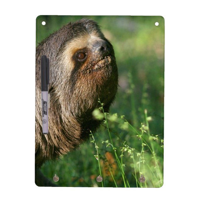 Lazy Sloth Dry Erase Board (Front)
