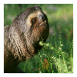 Lazy Sloth Poster
