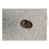Lazy Snail (Front Horizontal)