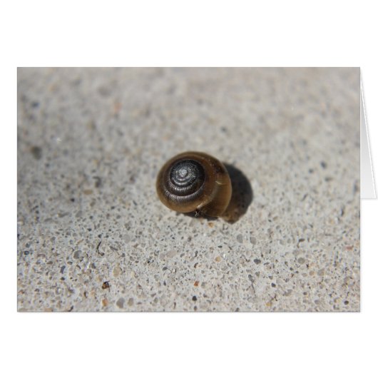 Lazy Snail (Front Horizontal)