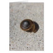 Lazy Snail (Front)