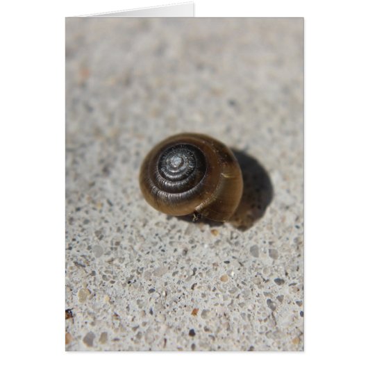 Lazy Snail (Front)