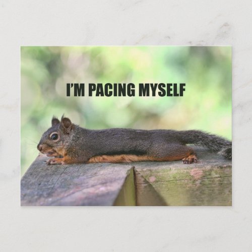 Lazy Squirrel Photo Postcard