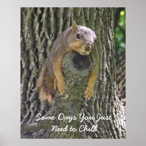 Lazy Squirrel Resting on Tree Branch Photography Poster