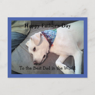 Lazy White Dog Wearing Colorful Scarf Cute Blue Postcard