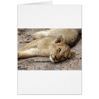 Lazylion cub cards