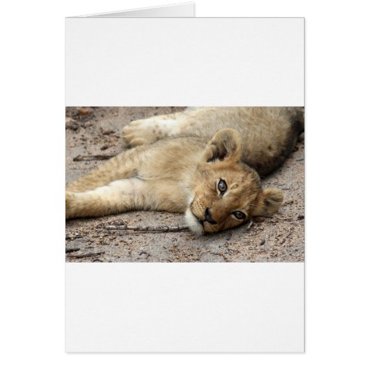 Lazylion cub cards (Front)