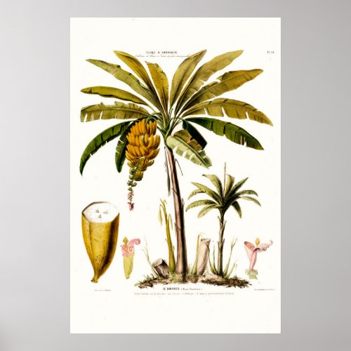 Le Bananier Tropical Banana Tree Amerique Poster