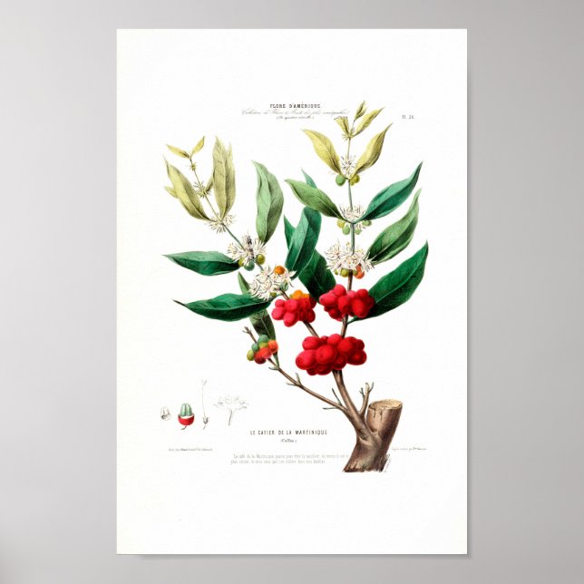 Le Cafier Martinique Red Berries White Petals Poster (Front)