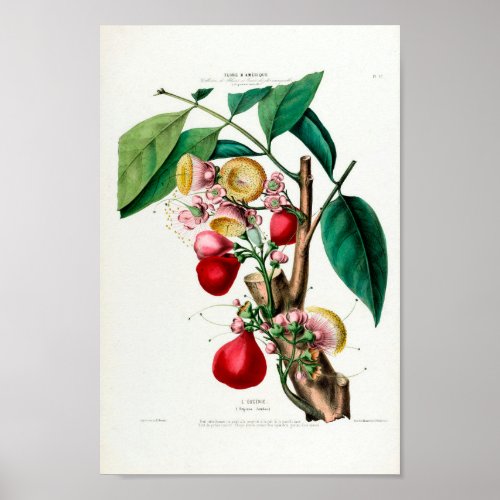 Le Eugenie Vintage Fruit Botanical Flore D Ameriqu Poster
