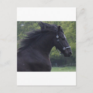 LE FRISON LA PERLE NOIRE POSTCARD