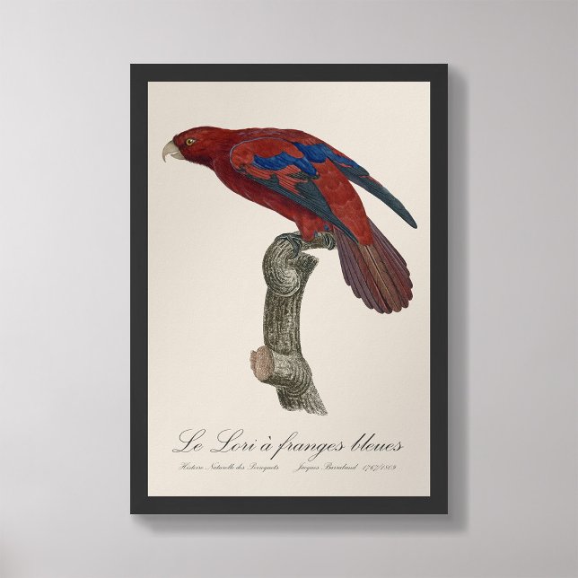 Le Lori a franges bleues  Photo Print (Creator Uploaded)