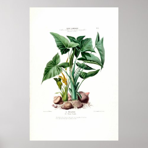 Le Malanga Vintage Botanical Flore D Amerique Poster