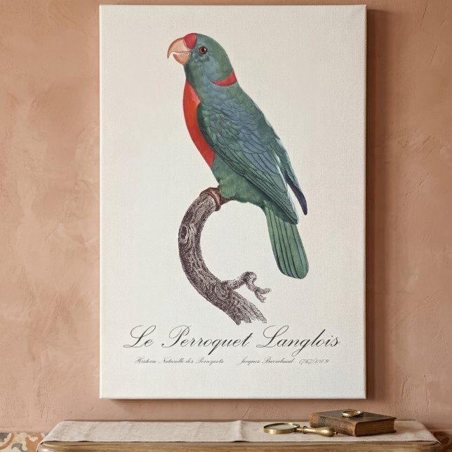 Le Perroquet Langlois by Jacques Barraband Canvas Print (Le Perroquet Langlois by Jacques Barraband. Canvas Print)