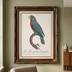 Le Perroquet Langlois by Jacques Barraband Photo Print