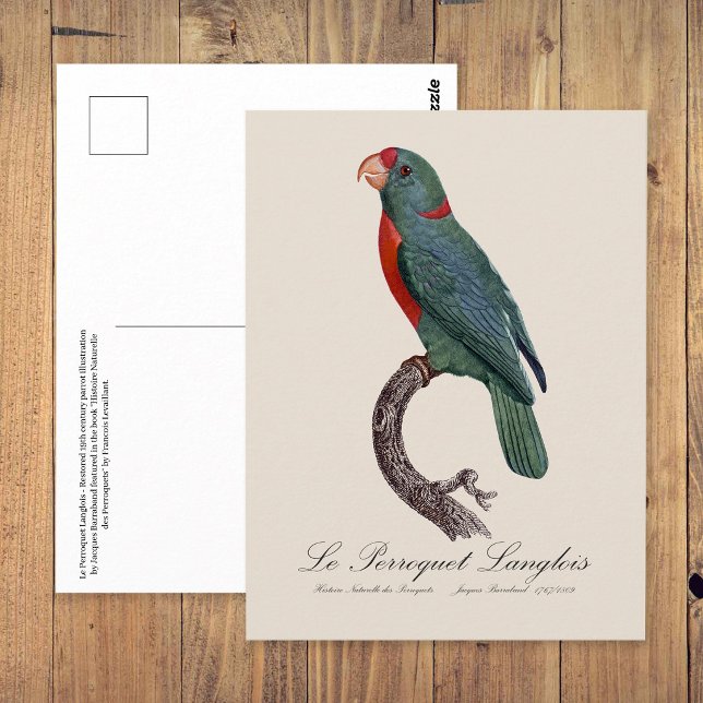 Le Perroquet Langlois by Jacques Barraband Postcard (Le Perroquet Langlois by Jacques Barraband. Postcard)