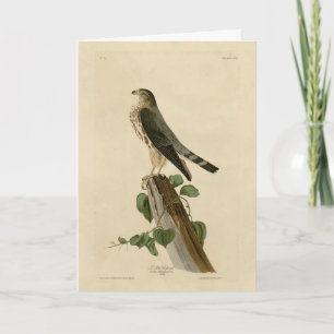 Le Petit Caporal (Merlin) Audubon Birds of America Card