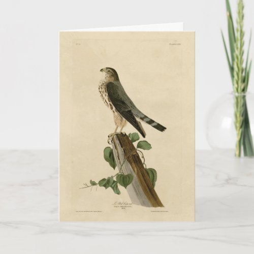 Le Petit Caporal Merlin Audubon Birds of America Card