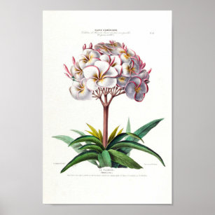 Le Plumeri Lilac White Floral Vintage Flore D Amer Poster