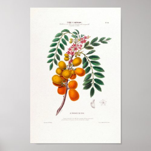 Le Prunier Du Chili Brazilian Plum Tree Botanical Poster